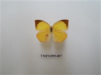 藏品(角翅黃蝶)的圖片